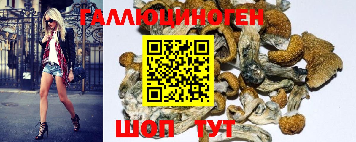 Псилоцибиновые грибы GOLDEN TEACHER Новосибирск