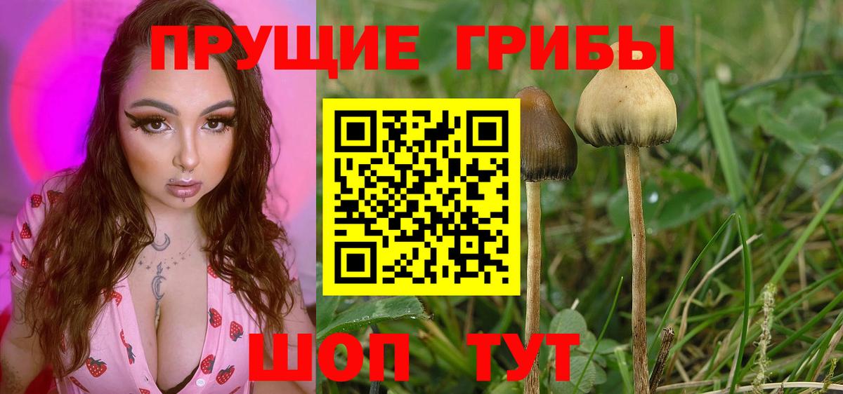 Галлюциногенные грибы Cubensis  сколько стоит  Вход с VPN  Новосибирск  Галлюциногенные грибы мухоморы 